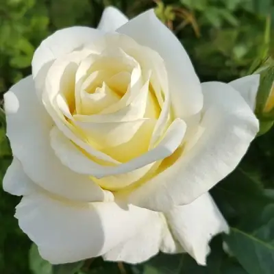 Роза МОНДИАЛЬ чайно-гибридная в Светлогорске