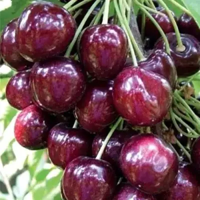 Черешня СИЛЬВИЯ колоновидная в Светлогорске