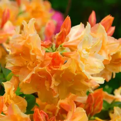 Азалия ЧАРДАШ листопадная в Светлогорске