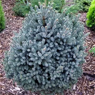 Ель НАНА сизая в Светлогорске