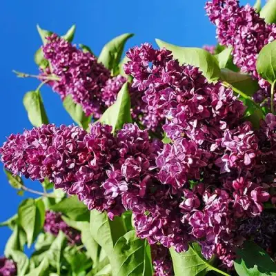 Сирень ЧАРЛЬЗ ДЖОЛИ в Светлогорске