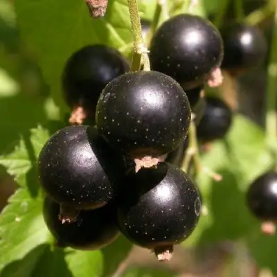 Смородина чёрная БИНАР в Светлогорске