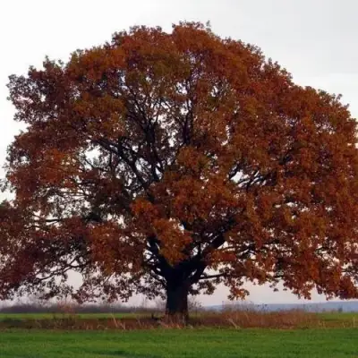 Дуб скальный в Светлогорске