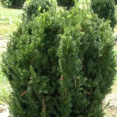 Тис ХИКСИ средний в Светлогорске