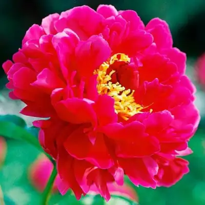 Пион ХРАБРЫЙ ВОИН травянистый в Светлогорске