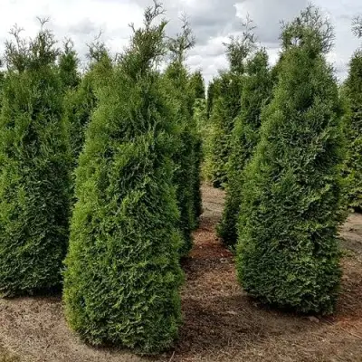 Туя ХОЛМСТРУП западная в Светлогорске