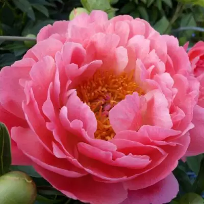 Пион КОРАЛ САНСЕТ травянистый в Светлогорске