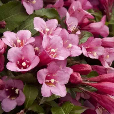 Вейгела ФЛОРИДА в Светлогорске