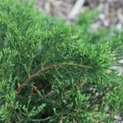 Можжевельник РОКЕРИ ДЖЕМ казацкий  в Светлогорске