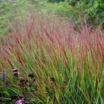 Просо РЕБРАУН прутьевидное в Светлогорске