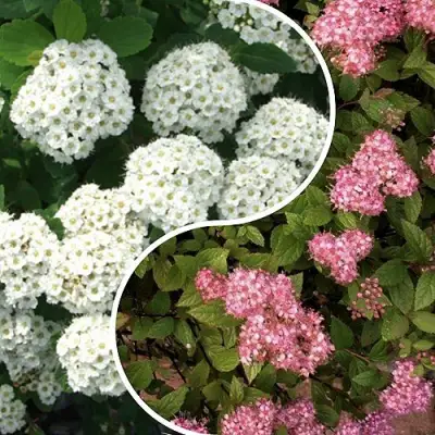 Комплект ТАЛАНТЛИВЫЙ САДОВОД в Светлогорске