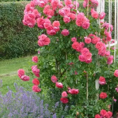 Роза РОЗАРИУМ ЮТЕРСОН плетистая в Светлогорске