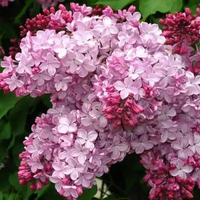 Сирень ЭСТЕР СТЕЙЛИ в Светлогорске