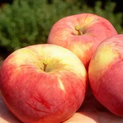 Яблоня ОРЛОВИМ в Светлогорске