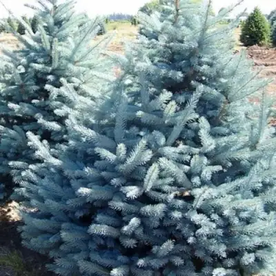 Ель ГЛАУКА колючая в Светлогорске