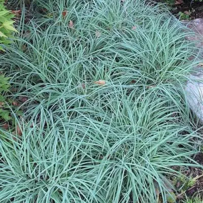 Осока БЛЮ ЗИНГЕР в Светлогорске