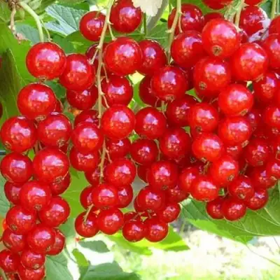 Смородина красная ФЕРТОДИ в Светлогорске