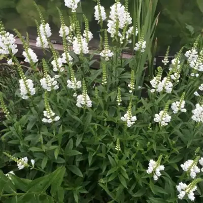 Физостегия АЛЬБА виргинская в Светлогорске