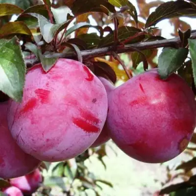 Слива ЛАМА в Светлогорске