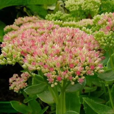 Очиток (седум) БРИЛЛИАНТ в Светлогорске