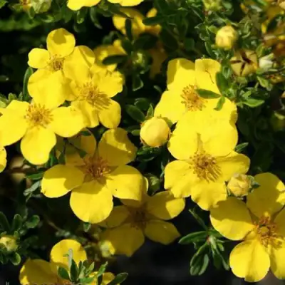 Лапчатка ХАКМАНС ГИГАНТ кустарниковая в Светлогорске