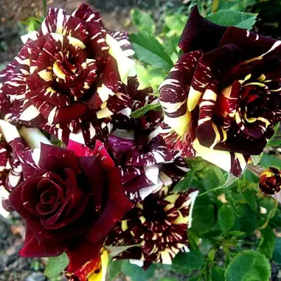 Роза ФОКУС ПОКУС флорибунда в Светлогорске