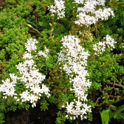 Очиток (седум) ХЛОРОТИКУМ белый в Светлогорске