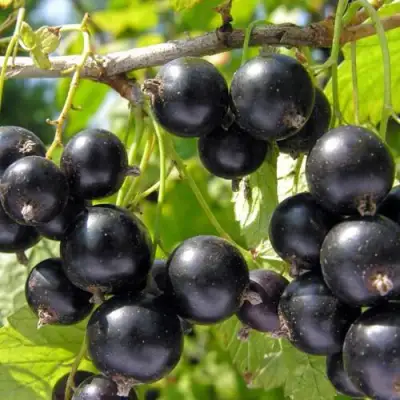 Смородина чёрная НЕСТЕР КОЗИН в Светлогорске