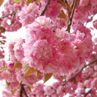 САКУРА  в Светлогорске