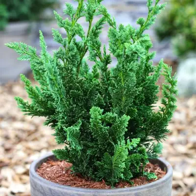 Кипарисовик ВИСЕЛЛИ лавсона в Светлогорске