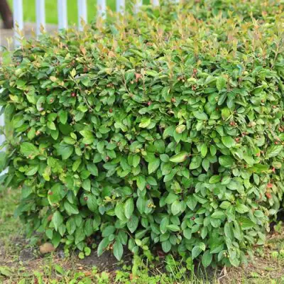 Кизильник блестящий в Светлогорске