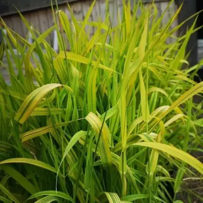 Фалярис АРКТИК САН тростниковый в Светлогорске