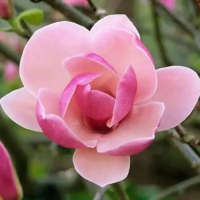 Магнолия РУСТИКА РУМБА в Светлогорске