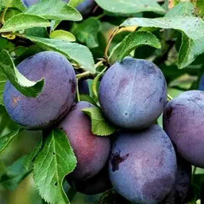 Слива ВЕНГЕРКА БЕЛОРУССКАЯ в Светлогорске