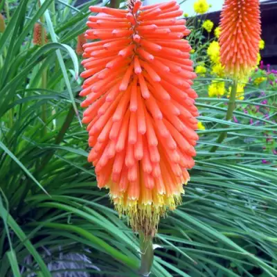 Книфофия БЕНГАЛ ФАЕР гибридная в Светлогорске