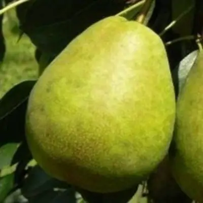 Груша ЛАГОДНАЯ в Светлогорске