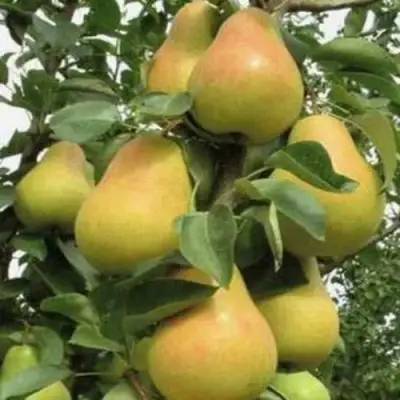 Груша ЛЮБИМИЦА ЯКОВЛЕВА в Светлогорске