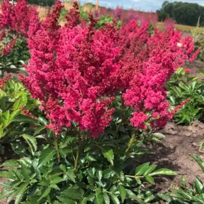 Астильба ЛАКИ ДЕЙ Арендса в Светлогорске