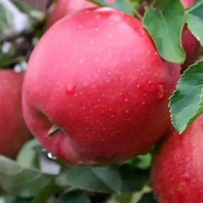 Яблоня ЧЕМПИОН в Светлогорске