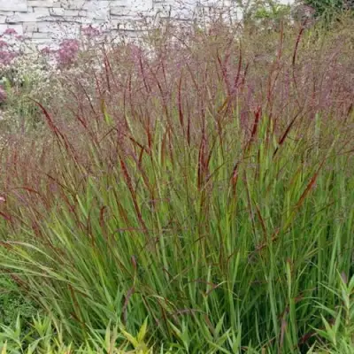 Просо ШЕНАНДО прутьевидное в Светлогорске