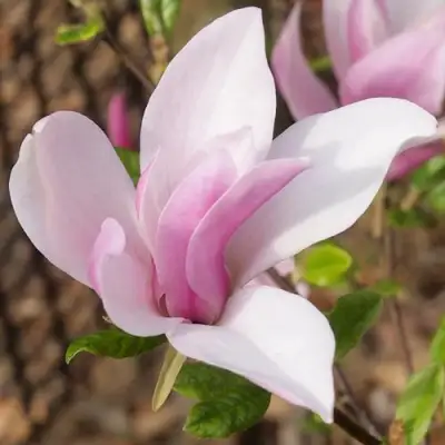 Магнолия БЕТТИ в Светлогорске