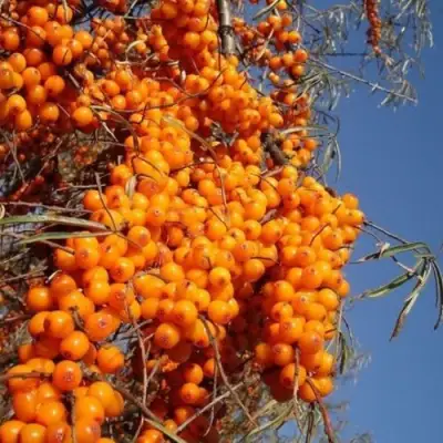 Облепиха СУДАРУШКА в Светлогорске