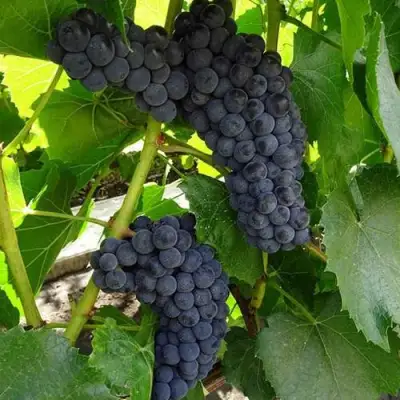 Виноград ВЭЛИАНТ в Светлогорске