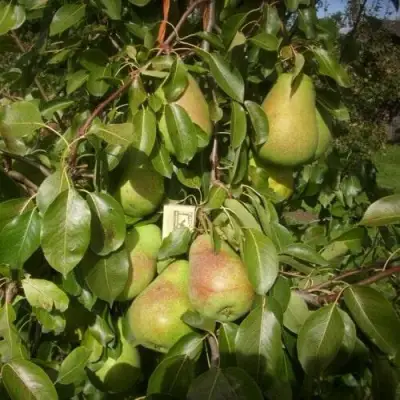Груша БЕРЕ ЛЮКА в Светлогорске