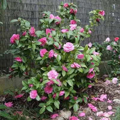 Камелия ДЕББИ в Светлогорске