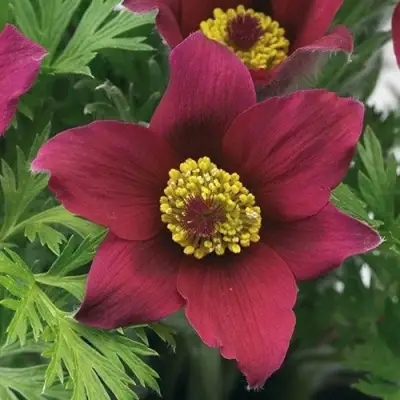 Прострел ПИНВИЛ РЕД ШЕЙДЕС в Светлогорске