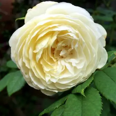 Роза КЛЭР ОСТИН английская в Светлогорске