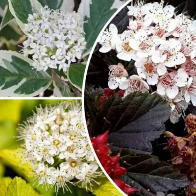 Комплект ЯРКАЯ ВСПЫШКА в Светлогорске