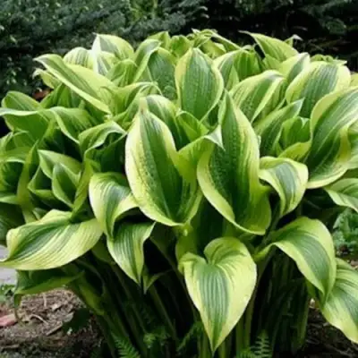 Хоста АУРЕОМАРГИНАТА в Светлогорске