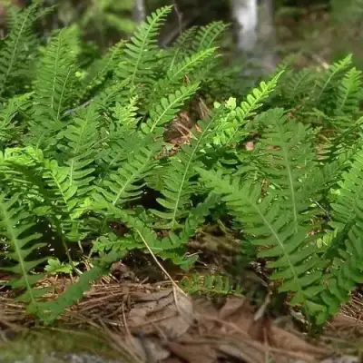 Многоножка обыкновенная в Светлогорске